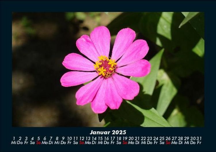 Produktbild: Blumentr&auml;ume 2025 Fotokalender DIN A5