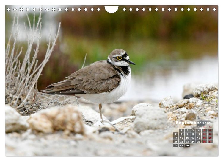 Produktbild: Limikolen - Watv&ouml;gel Europas (Wandkalender 2026 DIN A4 quer), CALVENDO Monatskalender