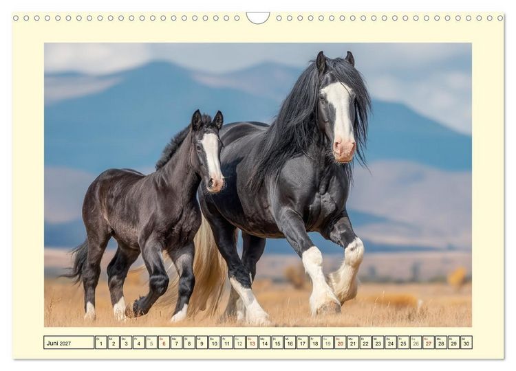 Produktbild: Shire Horse Zauber. Englands elegante Riesen (Wandkalender 2027 DIN A3 quer), CALVENDO Monatskalender