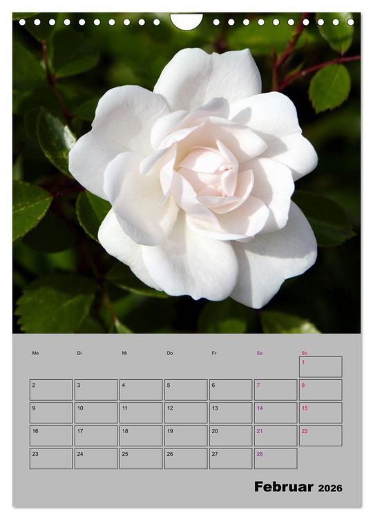 Produktbild: Rosen - Symbol der Liebe und Verehrung (Wandkalender 2026 DIN A4 hoch), CALVENDO Monatskalender