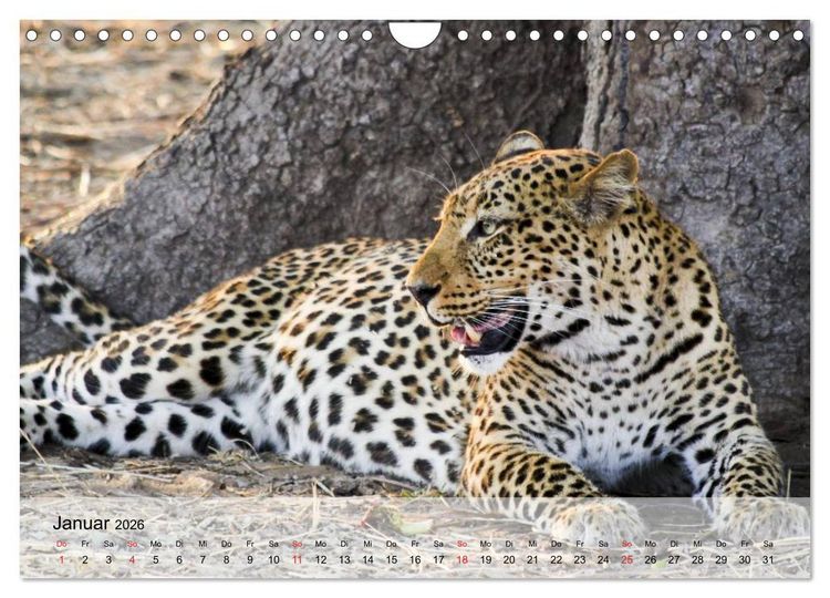 Produktbild: Leoparden. Elegante J&auml;ger (Wandkalender 2026 DIN A4 quer), CALVENDO Monatskalender