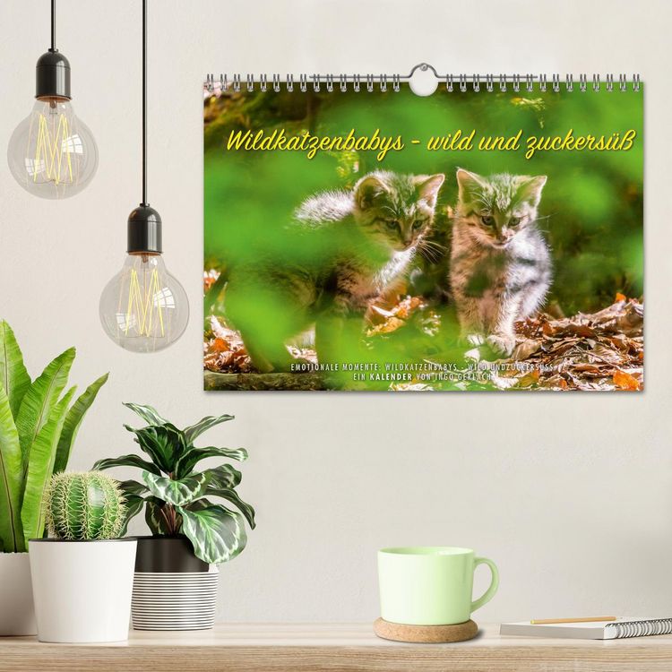 Produktbild: Wildkatzenbabys - wild und zuckers&uuml;&szlig;. (Wandkalender 2026 DIN A4 quer), CALVENDO Monatskalender