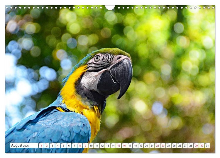 Produktbild: Traumziele Mittelamerikas - Costa Rica, Panama und Kolumbien (Wandkalender 2026 DIN A3 quer), CALVENDO Monatskalender