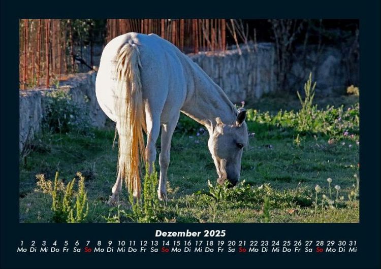 Produktbild: Pferde Kalender 2025 Fotokalender DIN A4