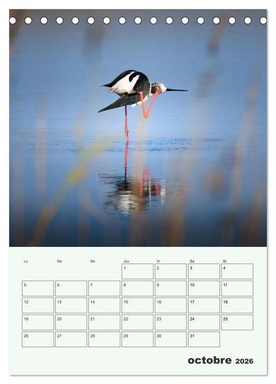 Produktbild: Le monde intime des oiseaux (Calendrier de bureau 2026 DIN A5 horizontal), CALVENDO calendrier mensuel