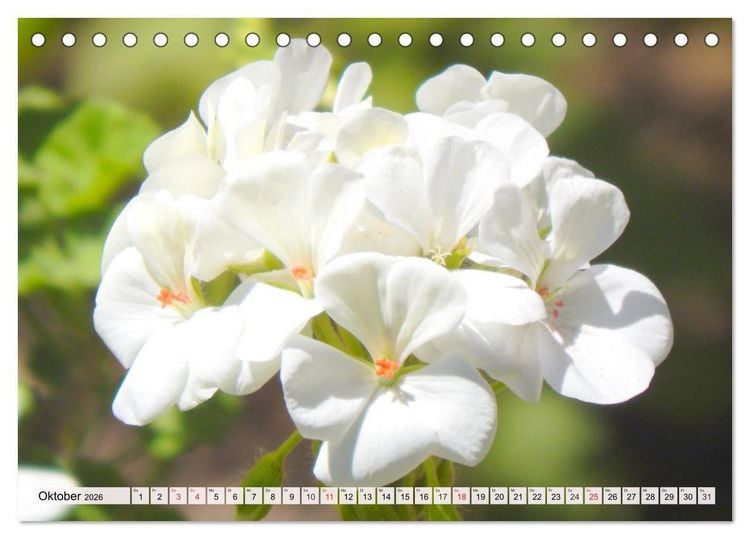 Produktbild: Pelargonien. Die Klassiker unter den Bl&uuml;hwundern (Tischkalender 2026 DIN A5 quer), CALVENDO Monatskalender