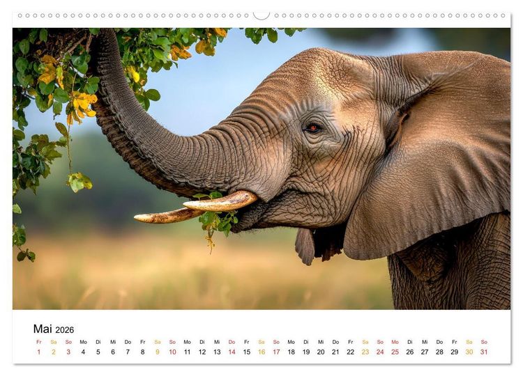 Produktbild: Elefanten - Riesen der Wildnis (Wandkalender 2026 DIN A2 quer), CALVENDO Monatskalender