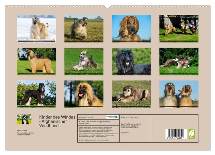 Produktbild: Kinder des Windes - Afghanischer Windhund (hochwertiger Premium Wandkalender 2026 DIN A2 quer), Kunstdruck in Hochglanz