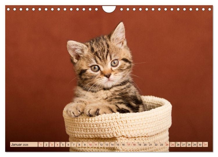 Produktbild: Tierkinder klein und s&uuml;&szlig; (Wandkalender 2026 DIN A4 quer), CALVENDO Monatskalender