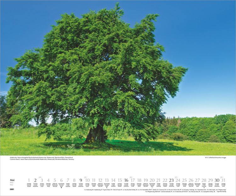 Produktbild: Heimische B&auml;ume 2027