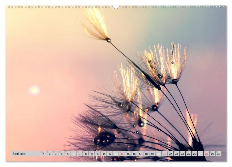 Produktbild: PusteblumenZauber (Wandkalender 2026 DIN A2 quer), CALVENDO Monatskalender