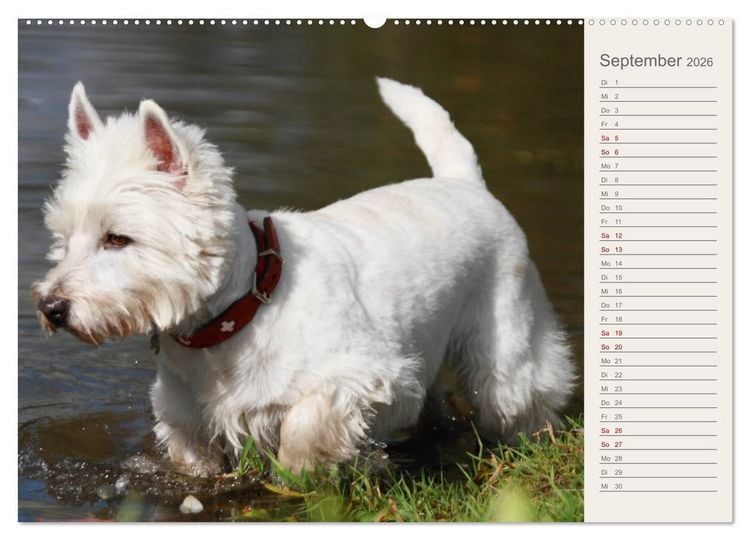 Produktbild: West Highland White Terrier - Selbstbewustes Powerpaket - der Westie (hochwertiger Premium Wandkalender 2026 DIN A2 quer), Kunstdruck in Hochglanz