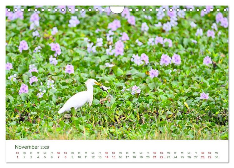 Produktbild: Tierwelten UGANDA (Wandkalender 2026 DIN A4 quer), CALVENDO Monatskalender