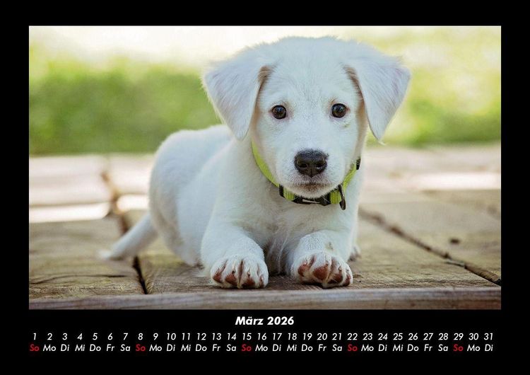 Produktbild: Welpen 2026 Fotokalender DIN A3