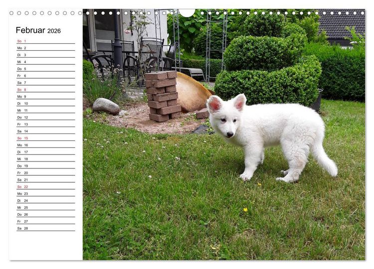 Produktbild: Berger Blanc Suisse - Wei&szlig;er Schweizer Sch&auml;ferhund (Wandkalender 2026 DIN A3 quer), CALVENDO Monatskalender