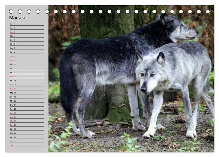 Produktbild: Im Rudel Zuhause - Der Wolf (Tischkalender 2026 DIN A5 quer), CALVENDO Monatskalender