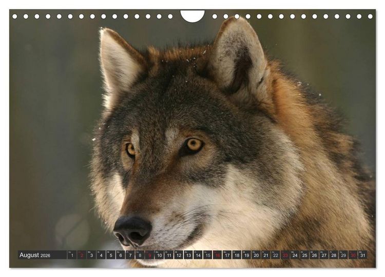 Produktbild: W&ouml;lfe. Graue Eminenzen (Wandkalender 2026 DIN A4 quer), CALVENDO Monatskalender