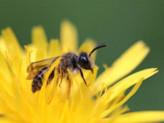 Produktbild: CALVENDO Puzzle Ein Motiv aus dem Kalender Bienen - Flei&szlig;ige Gartenbewohner | 1000 Teile Lege-Gr&ouml;&szlig;e 64x48cm Foto-Puzzle f&uuml;r gl&uuml;ckliche Stunden