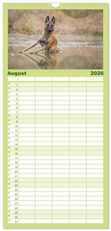 Produktbild: Familienplaner 2026 - Belgischer Sch&auml;ferhund - Der Malinois mit 5 Spalten (Wandkalender, 21 x 45 cm) CALVENDO