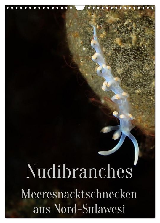 Produktbild: Nudibranches Meeresnacktschnecken aus Nord-Sulawesi (Wandkalender 2026 DIN A3 hoch), CALVENDO Monatskalender
