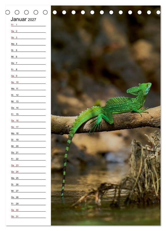 Produktbild: Costa Rica - Magische Tiere des Regenwaldes (Tischkalender 2027 DIN A5 hoch), CALVENDO Monatskalender