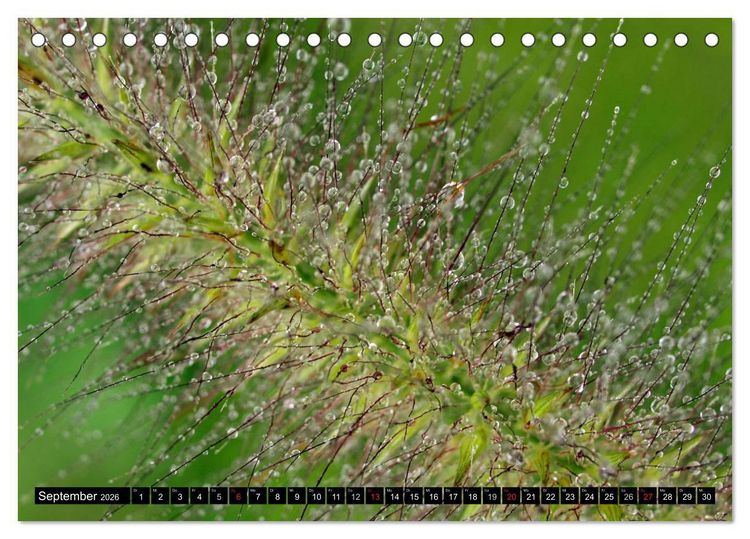 Produktbild: Wassertropfen - Diamanten des Lebens (Tischkalender 2026 DIN A5 quer), CALVENDO Monatskalender