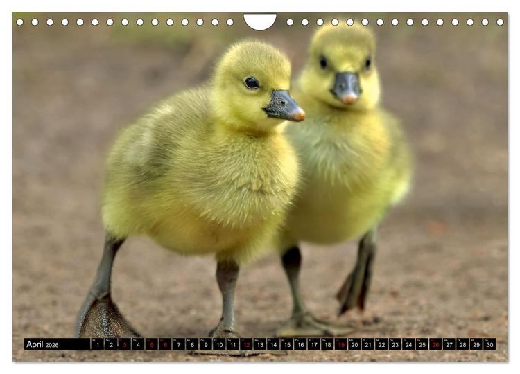 Produktbild: Fantastische V&ouml;gel (Wandkalender 2026 DIN A4 quer), CALVENDO Monatskalender