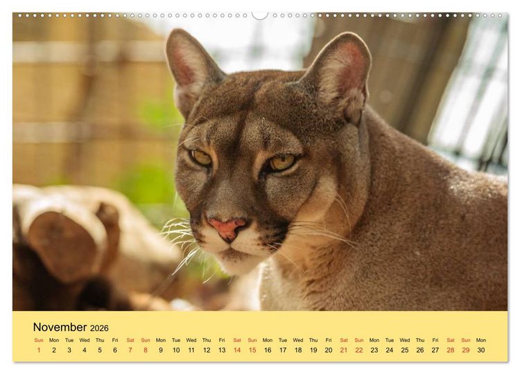 Produktbild: Just Big Cats (High Quality Premium Wall Calendar 2026 DIN A2 landscape),CALVENDO 12 Month Wall Calendar
