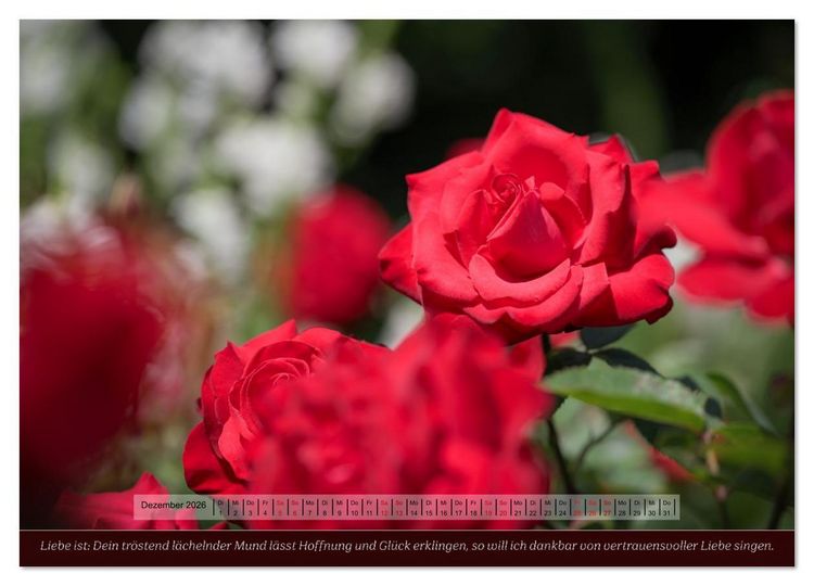 Produktbild: Rosen, Liebe ist (Wandkalender 2026 DIN A2 quer), CALVENDO Monatskalender