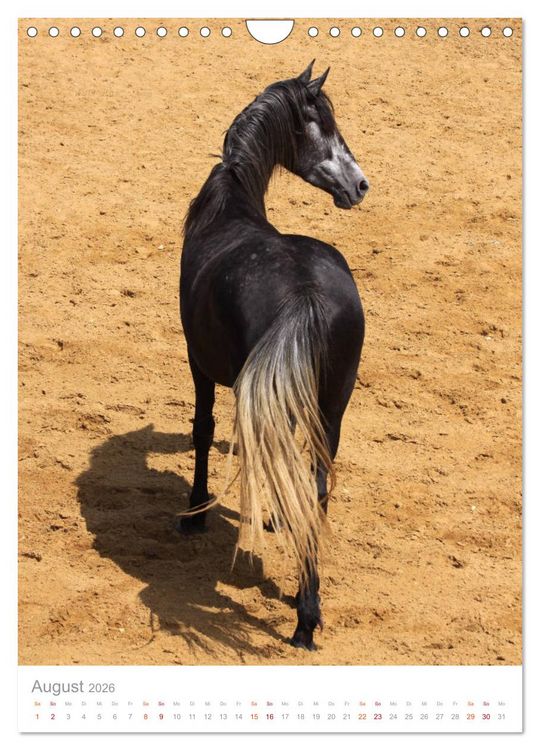 Produktbild: Caballos - Die sch&ouml;nen Pferde Spaniens (Wandkalender 2026 DIN A4 hoch), CALVENDO Monatskalender