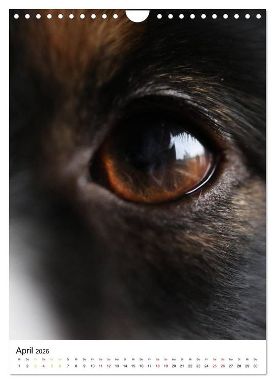 Produktbild: Australian Shepherd - Beste Freunde (Wandkalender 2026 DIN A4 hoch), CALVENDO Monatskalender