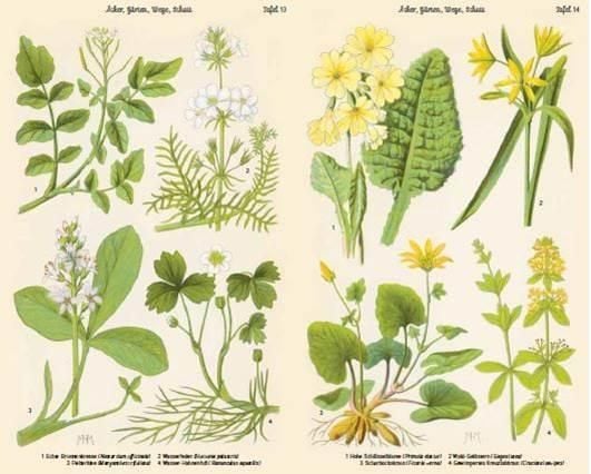 Produktbild: Bilder-Atlas der Fr&uuml;hlingsblumen