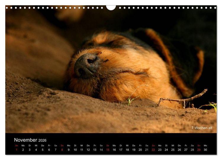 Produktbild: Airedale Terrier Welpen (Wandkalender 2026 DIN A3 quer), CALVENDO Monatskalender