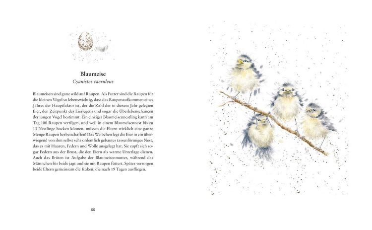 Produktbild: Fl&uuml;gge &ndash; Die ersten Tage kleiner Tierkinder
