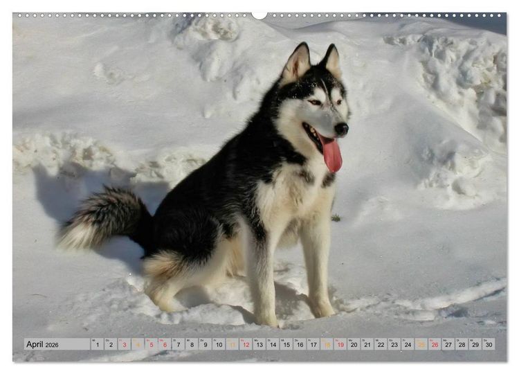 Produktbild: Huskies - Schlittenhunde (Wandkalender 2026 DIN A2 quer), CALVENDO Monatskalender