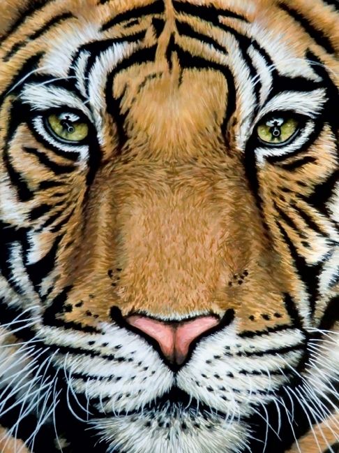 Produktbild: CALVENDO Puzzle Tiger's Last Roar | 1000 Teile Lege-Gr&ouml;&szlig;e 64x48cm Foto-Puzzle f&uuml;r gl&uuml;ckliche Stunden
