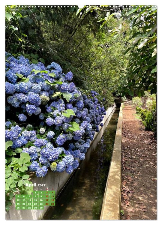 Produktbild: Madeiras Flora. Wundersame Wildblumen und exotische Geh&ouml;lze (hochwertiger Premium Wandkalender 2027 DIN A2 hoch), Kunstdruck in Hochglanz