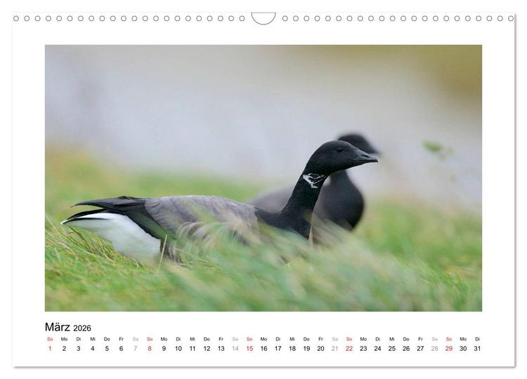 Produktbild: Geschnatter - Enten und G&auml;nse in Deutschland (Wandkalender 2026 DIN A3 quer), CALVENDO Monatskalender