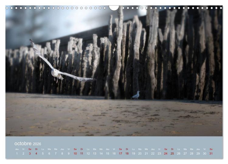 Produktbild: Sillonnez la plage (Calendrier mural 2026 DIN A3 vertical), CALVENDO calendrier mensuel