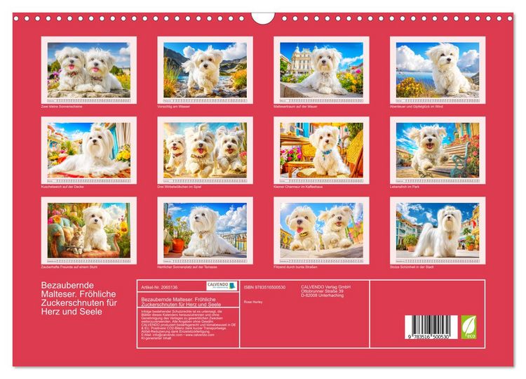 Produktbild: Bezaubernde Malteser. Fr&ouml;hliche Zuckerschnuten f&uuml;r Herz und Seele (Wandkalender 2026 DIN A3 quer), CALVENDO Monatskalender