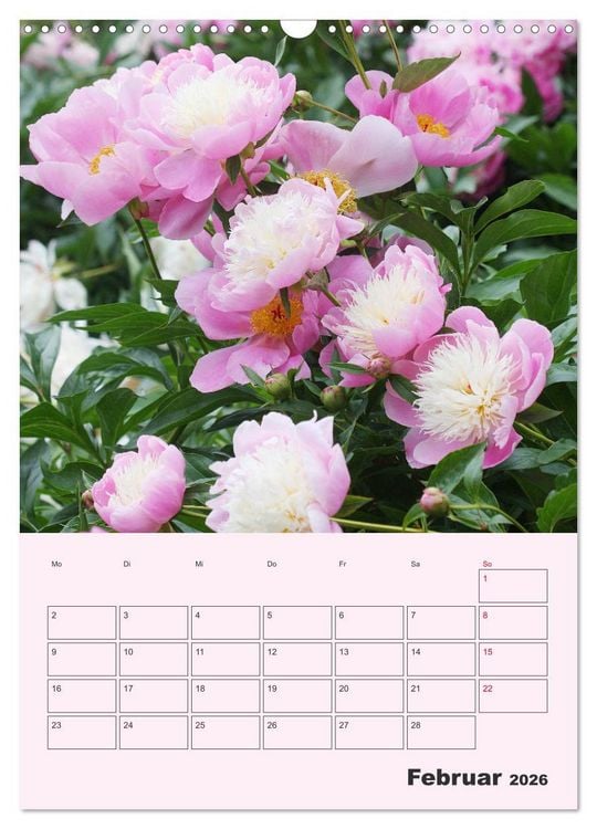 Produktbild: Pfingstrosen Rosen ohne Dornen (Wandkalender 2026 DIN A3 hoch), CALVENDO Monatskalender