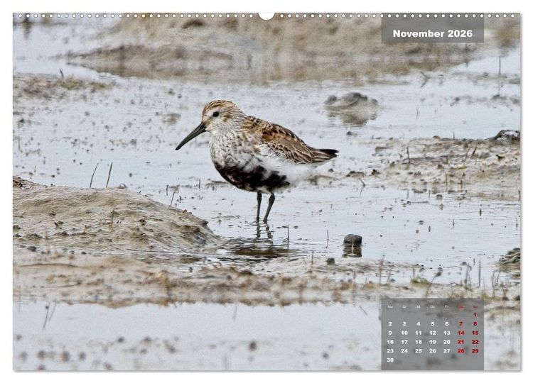 Produktbild: Naturparadies Nordstrand und Beltringharder Koog (hochwertiger Premium Wandkalender 2026 DIN A2 quer), Kunstdruck in Hochglanz