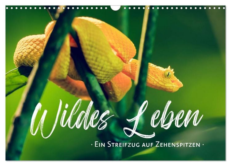 Produktbild: Wildes Leben - Ein Streifzug auf Zehenspitzen (Wandkalender 2026 DIN A3 quer), CALVENDO Monatskalender