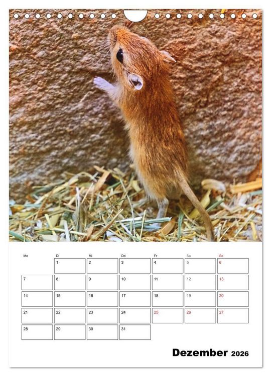 Produktbild: Mongolische Rennm&auml;use (Wandkalender 2026 DIN A4 hoch), CALVENDO Monatskalender