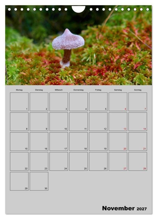 Produktbild: Quer durch die Pilze (Wandkalender 2027 DIN A4 hoch), CALVENDO Monatskalender