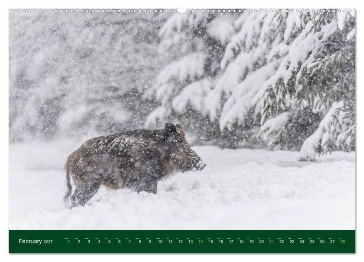 Produktbild: Wild Boars (Wall Calendar 2027 DIN A2 landscape), CALVENDO 12 Month Wall Calendar