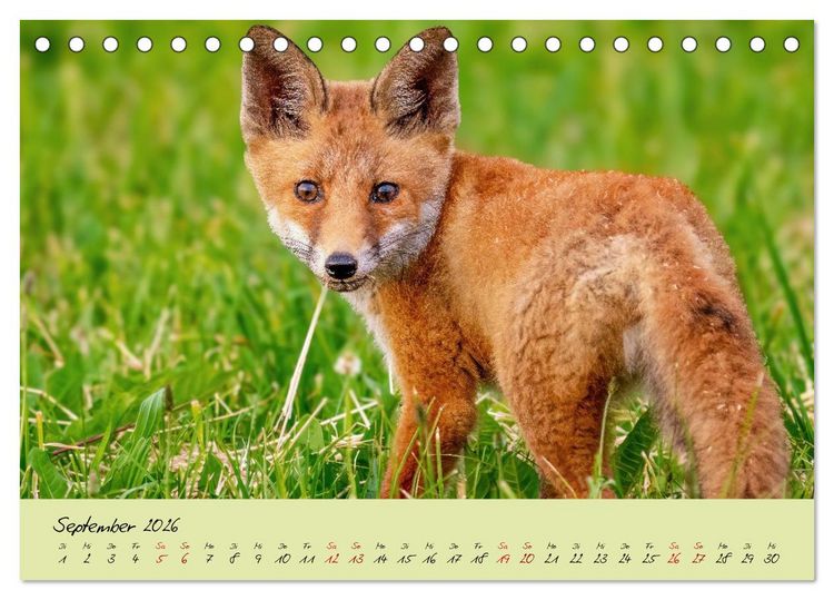 Produktbild: Brut- und Setzzeit. Neues Leben entsteht. (Tischkalender 2026 DIN A5 quer), CALVENDO Monatskalender