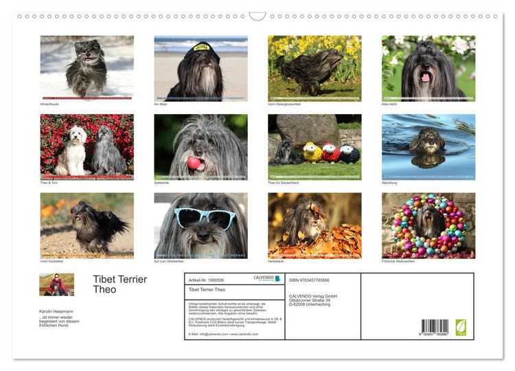 Produktbild: Tibet Terrier Theo (Wandkalender 2026 DIN A2 quer), CALVENDO Monatskalender