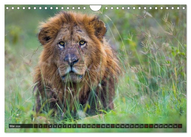 Produktbild: Kenia 2026 (Wandkalender 2026 DIN A4 quer), CALVENDO Monatskalender