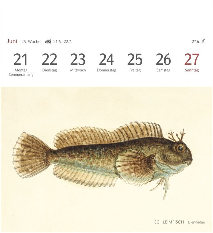 Produktbild: Fische Postkartenkalender 2027 - Postkartenkalender mit 53 historischen Zeichnungen